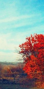 Arbres,Paysage,Automne