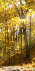 Paisaje,Árboles,Otoño