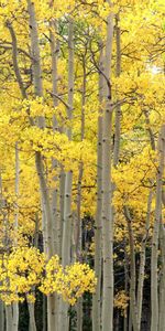 Arbres,Paysage,Automne