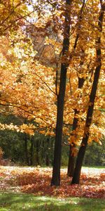 Paisaje,Árboles,Otoño