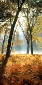 Paisaje,Árboles,Otoño