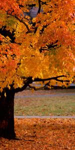 Árboles,Otoño,Paisaje