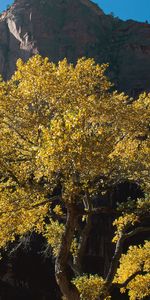 Arbres,Paysage,Automne