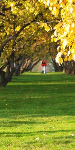 Paisaje,Árboles,Otoño