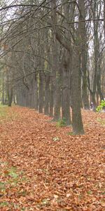 Paisaje,Árboles,Otoño