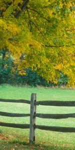 Arbres,Paysage,Automne