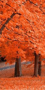 Landscape,Trees,Autumn