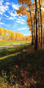 Árboles,Otoño,Paisaje