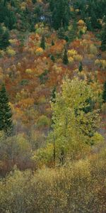 Árboles,Otoño,Paisaje