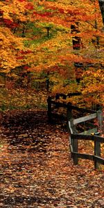 Paisaje,Árboles,Otoño