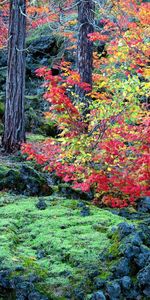 Arbres,Paysage,Automne