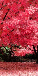 Landscape,Trees,Autumn