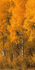 Landscape,Trees,Autumn,Birches