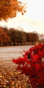 Landscape,Trees,Autumn,Fields