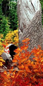 Paisaje,Árboles,Hojas,Otoño