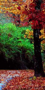 Landscape,Trees,Autumn,Leaves