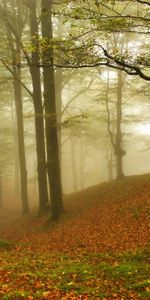 Árboles,Hojas,Otoño,Paisaje