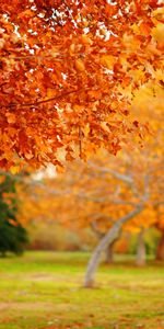 Feuilles,Arbres,Automne,Paysage