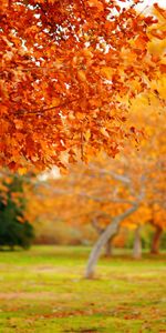 Feuilles,Arbres,Automne,Paysage