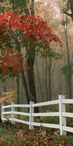 Landscape,Trees,Autumn,Leaves