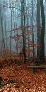 Árboles,Otoño,Hojas,Paisaje