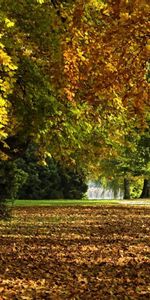 Feuilles,Parcs,Arbres,Automne,Paysage