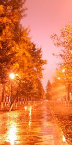 Árboles,Otoño,Calles,Noche,Paisaje