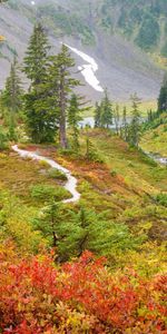 Árboles,Paisaje,Otoño,Imágenes