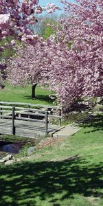 Landscape,Trees,Bridges