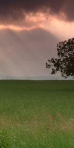 Landscape,Trees,Clouds,Fields