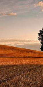 Landscape,Trees,Fields