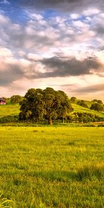 Landscape,Trees,Fields