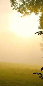 Landscape,Trees,Fields