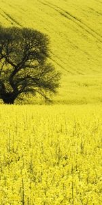 Arbres,Les Champs,Paysage