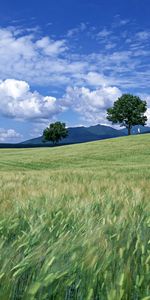 Landscape,Trees,Fields