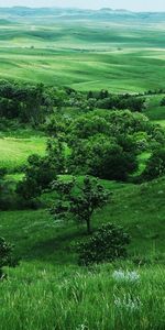 Árboles,Paisaje,Los Campos