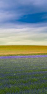 Landscape,Trees,Fields