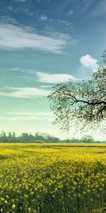 Arbres,Paysage,Les Champs