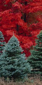 Landscape,Trees,Fir Trees