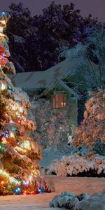 Landscape,Trees,Fir Trees,Holidays