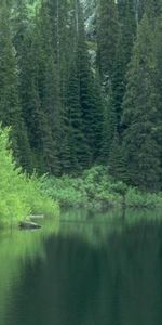 Arbres,Sapins,Paysage,Lacs