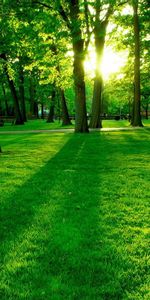 Arbres,Herbe,Paysage