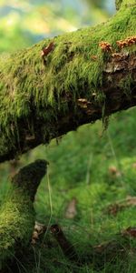 Arbres,Paysage,Herbe