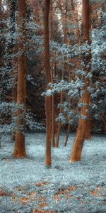 Arbres,Herbe,Paysage