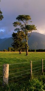 Herbe,Arbres,Paysage