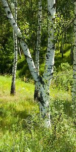 Herbe,Bouleaux,Arbres,Paysage