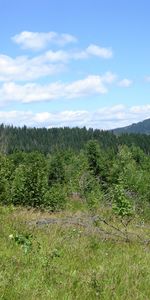 Herbe,Arbres,Nuages,Paysage