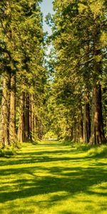 Arbres,Herbe,Routes,Paysage