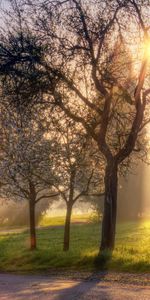 Herbe,Arbres,Sun,Paysage