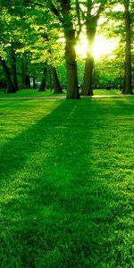 Arbres,Herbe,Sun,Paysage